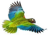 Parrot in flight