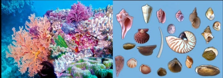 jim-steele-coral-mollusck