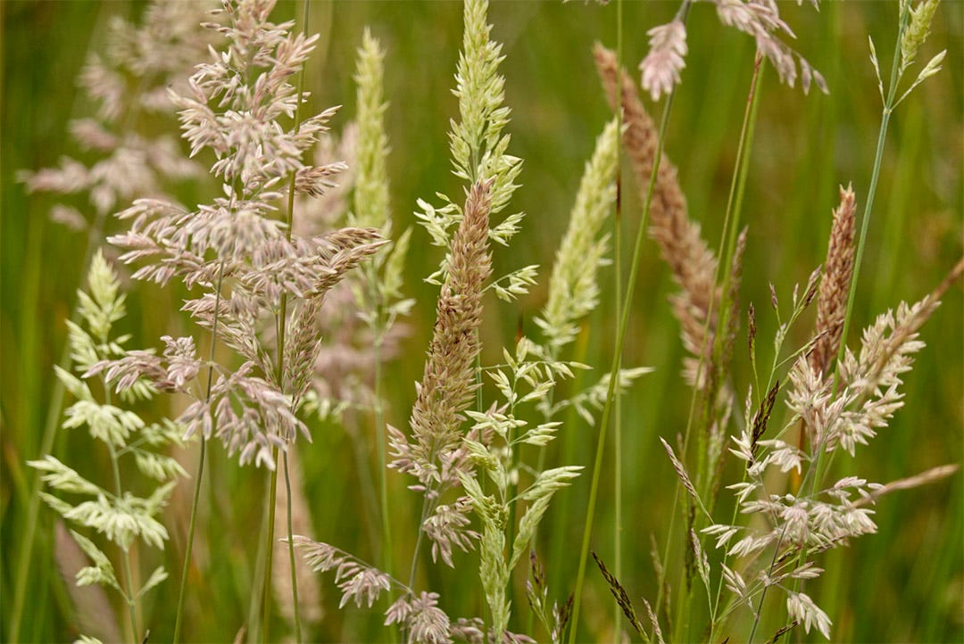 Flowering grasses resemble notes on a stave