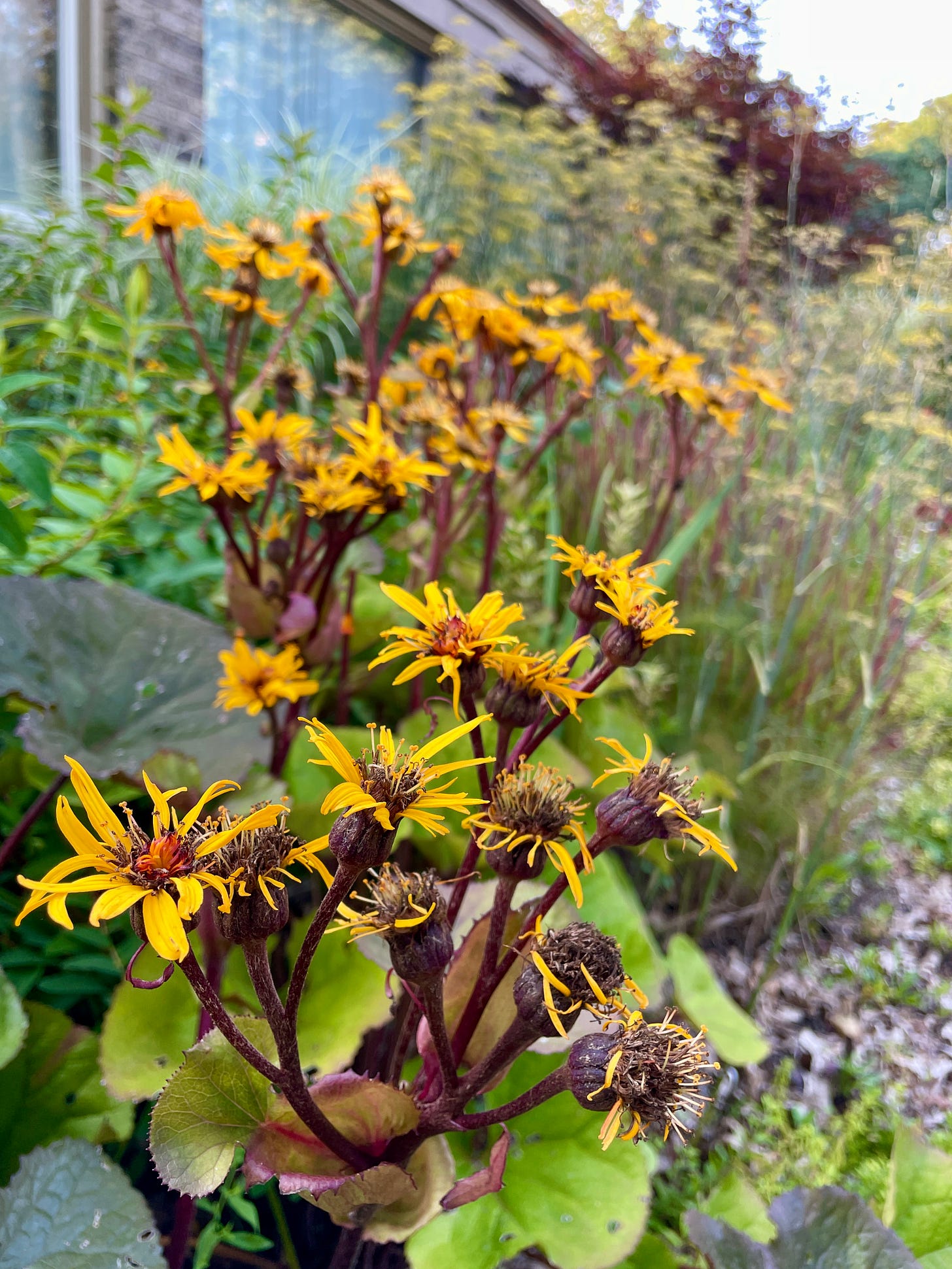 Ligularia ‘Britt-Marie Crawford’ seem to really like the heat this year. Here it is blooming away in the western border with Bronze Fennel, Panicum ‘Cheyenne Sky’ and Hypericum ‘Hidcote’.