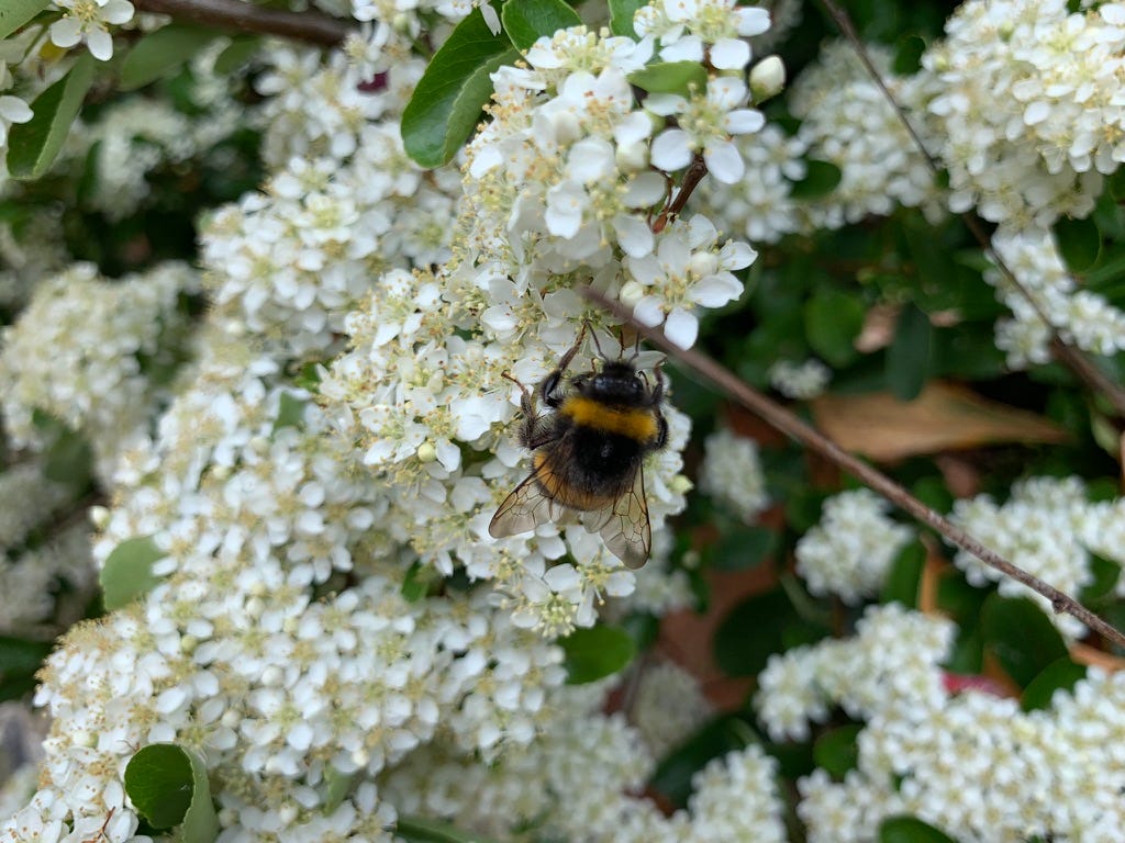 A Bumblebee on a flower