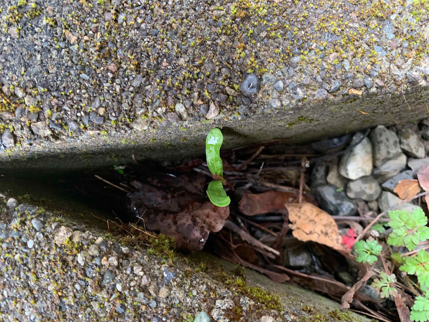 Small green sprout growing between concrete tiles