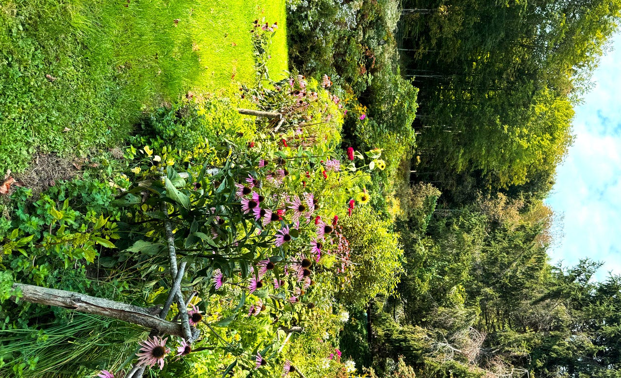 Photograph of a flower garden