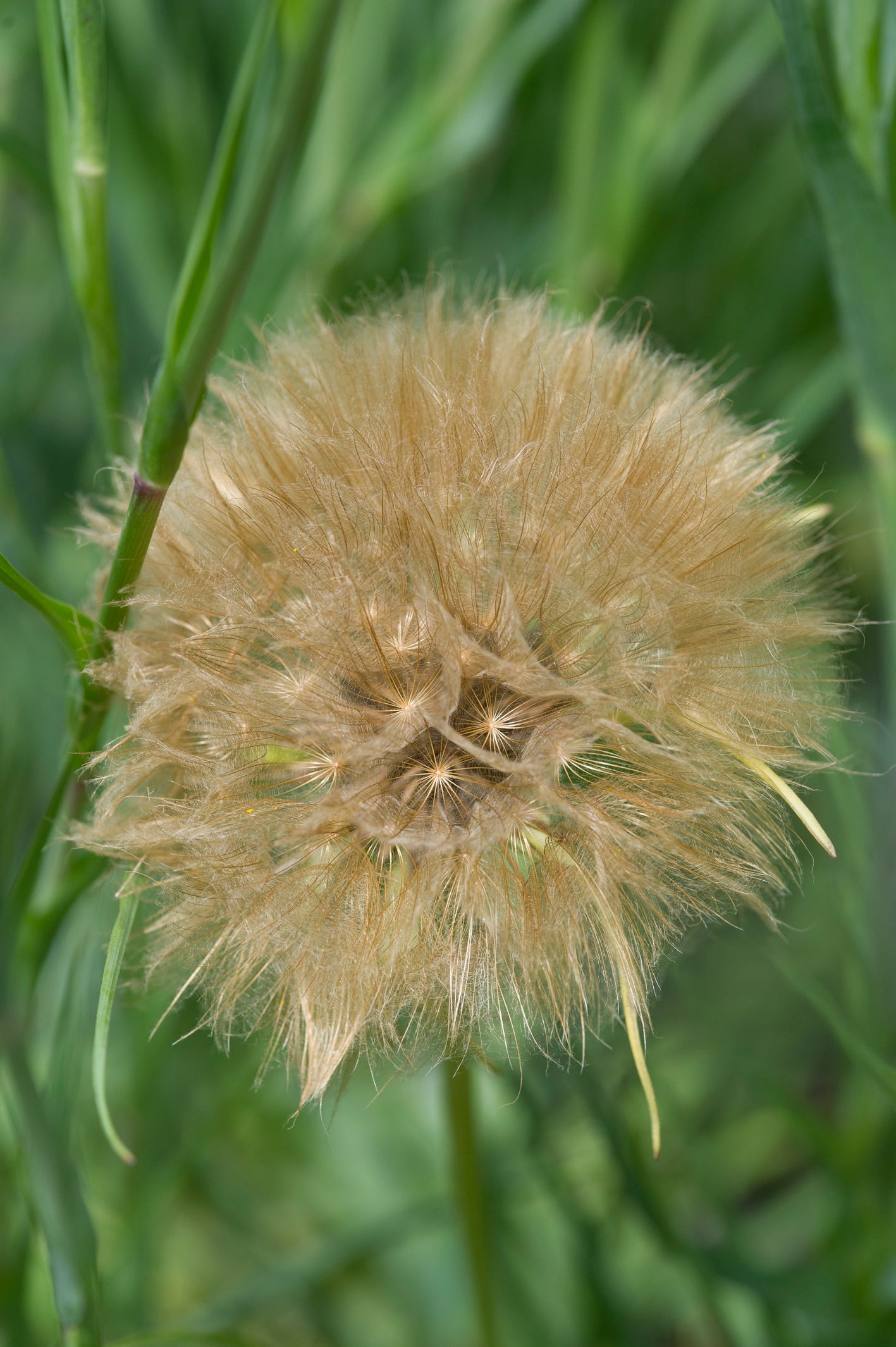 Salsify seed head