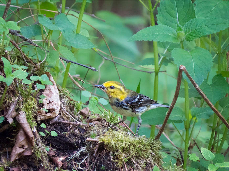 Birds of the Adirondacks: Black-throated Green Warbler on the Logger's Loop Trail at the Paul Smith's College VIC (30 May 2015). Click for a larger image, opening in a new window.