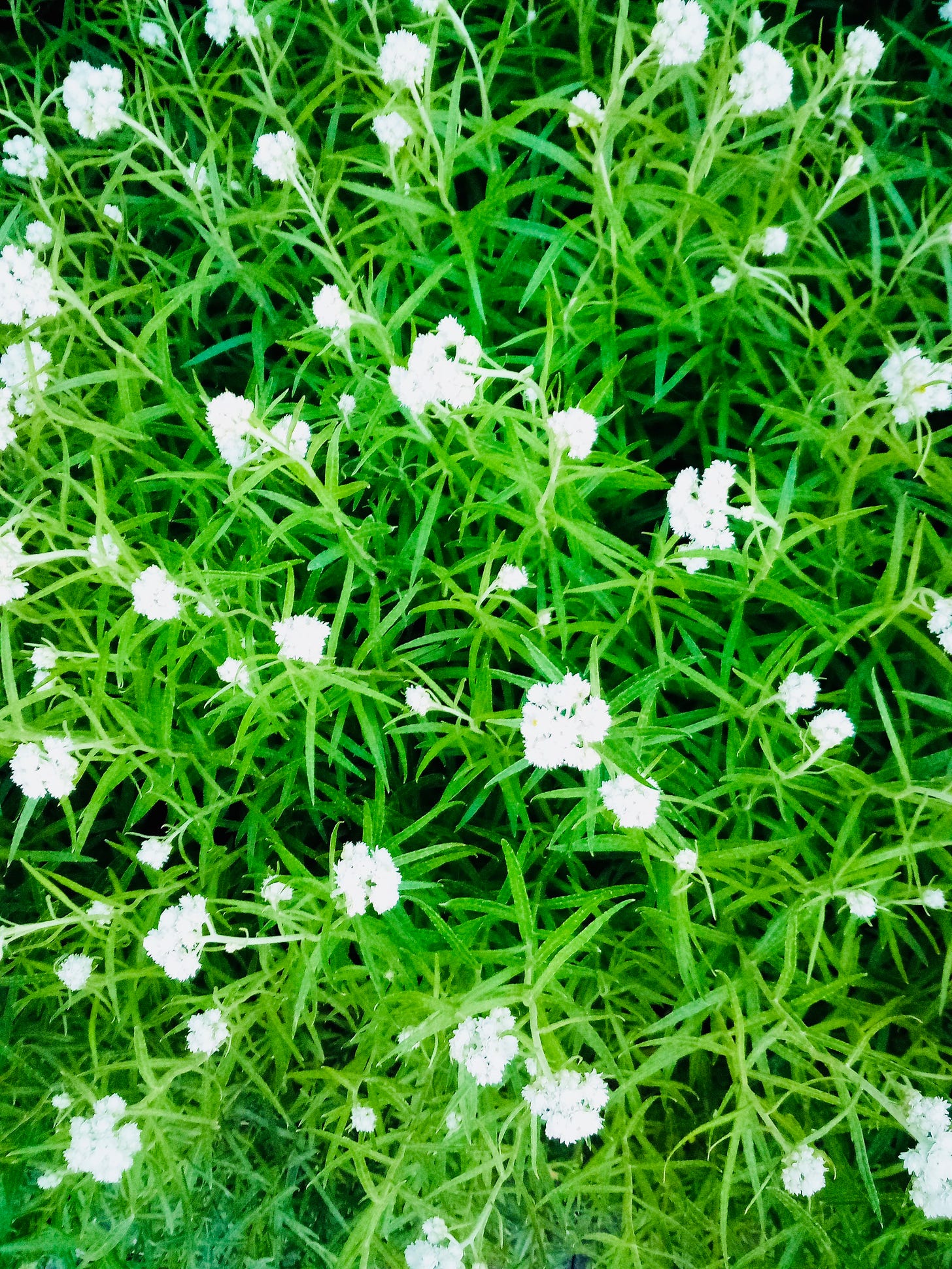 White flowers, green leaves