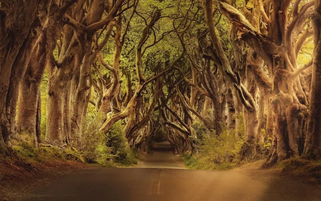 What Did The Dark Hedges Hide For 240 Years? What Did The Dark Hedges Hide For 240 Years?