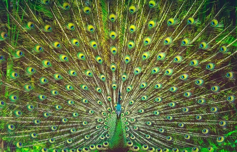 Amazing peacock tail, beautiful colorful bird feathers, abstract natural background, beauty of a wild animals