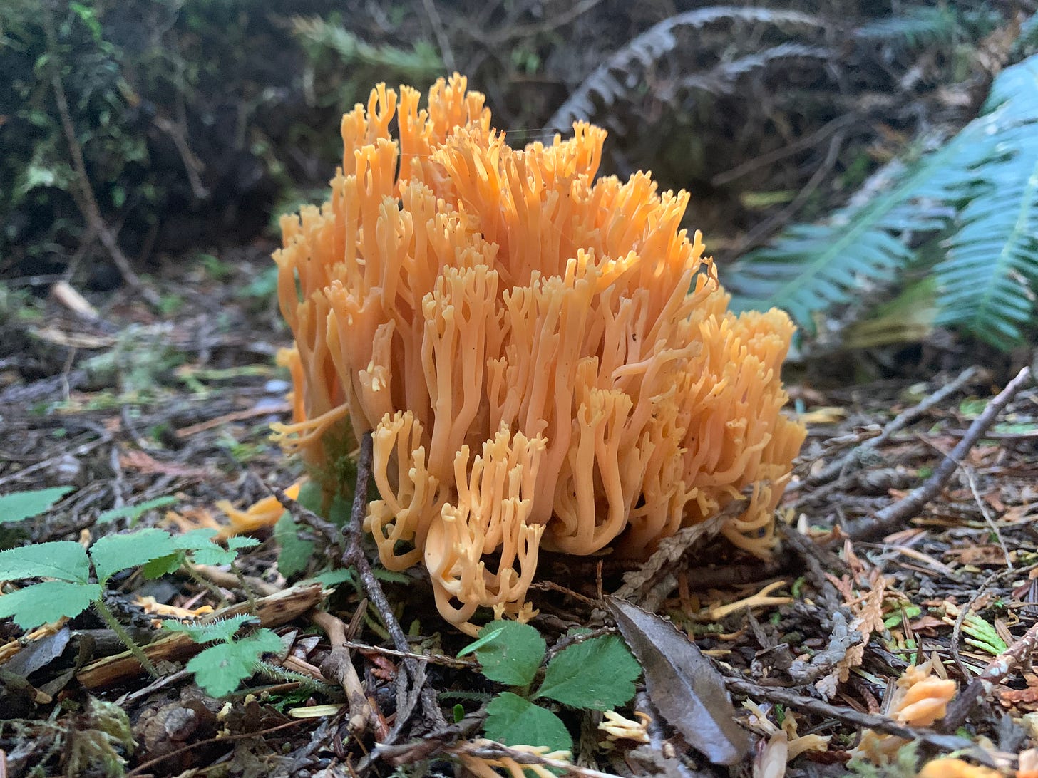 A salmon corral mushroom on the forest floor.