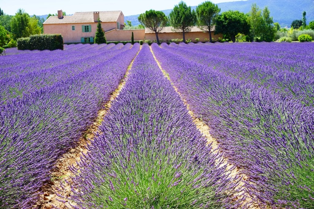 FRANCE lavender fields