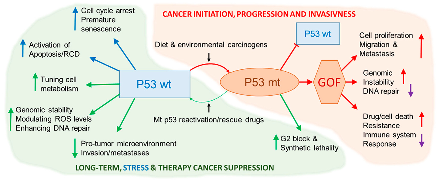 Cancers | Free Full-Text | The Interactions of DNA Repair, Telomere ...