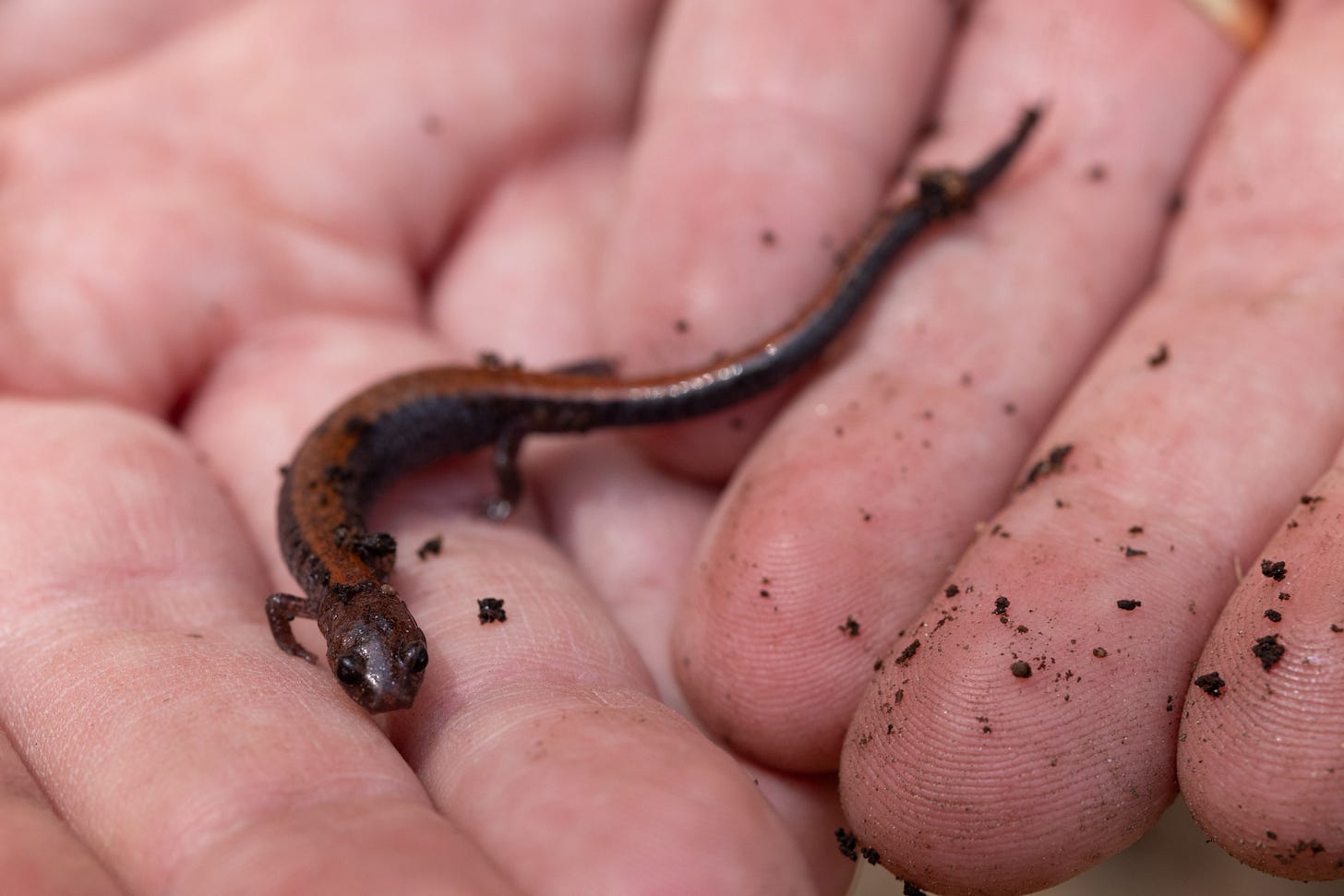 a browinsh salamander sitting on a set of dirt-covered fingers, a rusty red stripe running down its back a browinsh salamander sitting on a set of dirt-covered fingers, a rusty red stripe running down its back