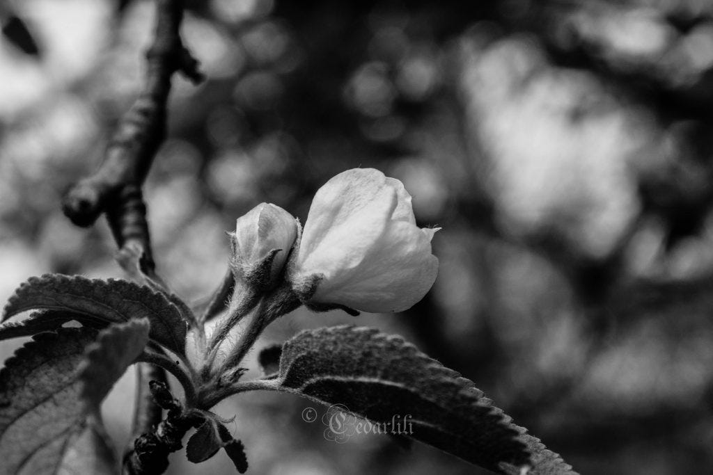 apple blossom