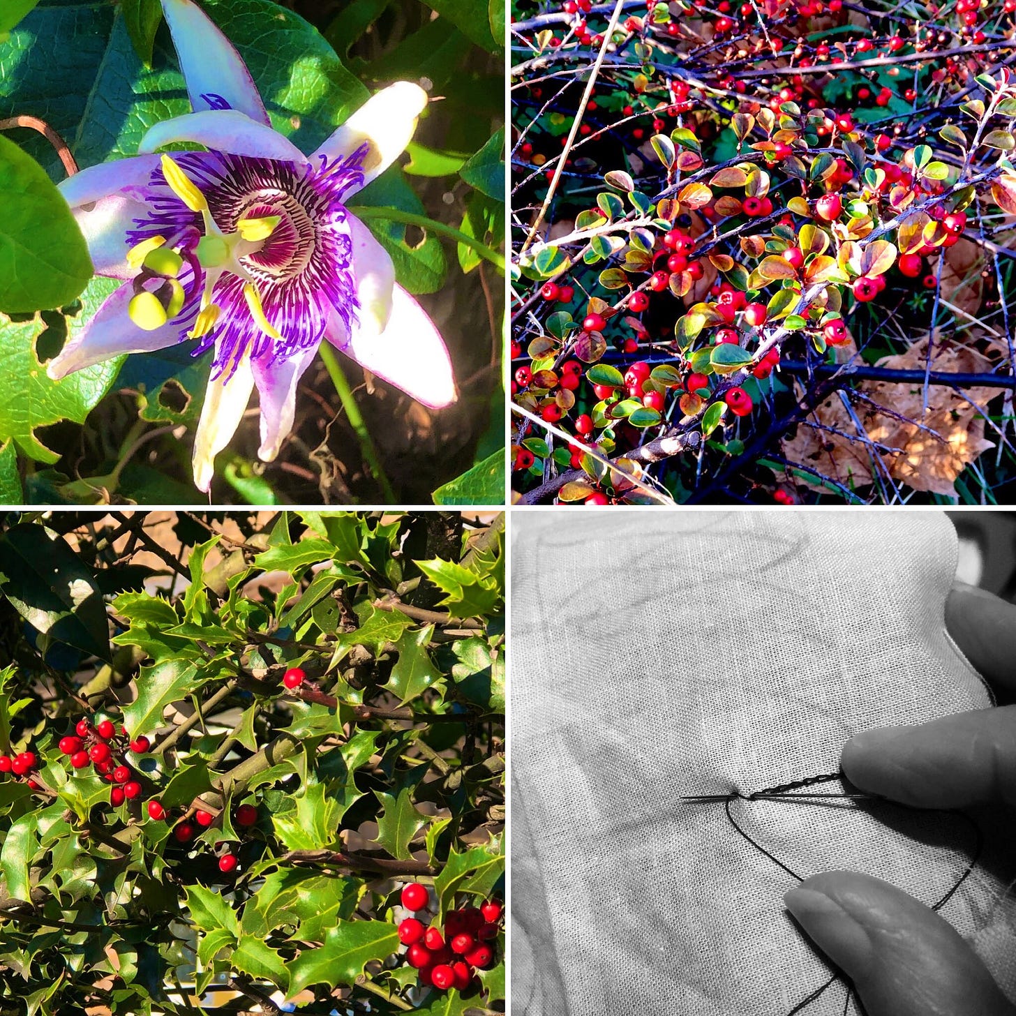 A grid of four images: Top left: a passionflower in bloom; Top left: red berries on a cotoneaster bush; bottom left: holly with red berries: bottom right:a black and white image of a hand pushing a needle through cloth.