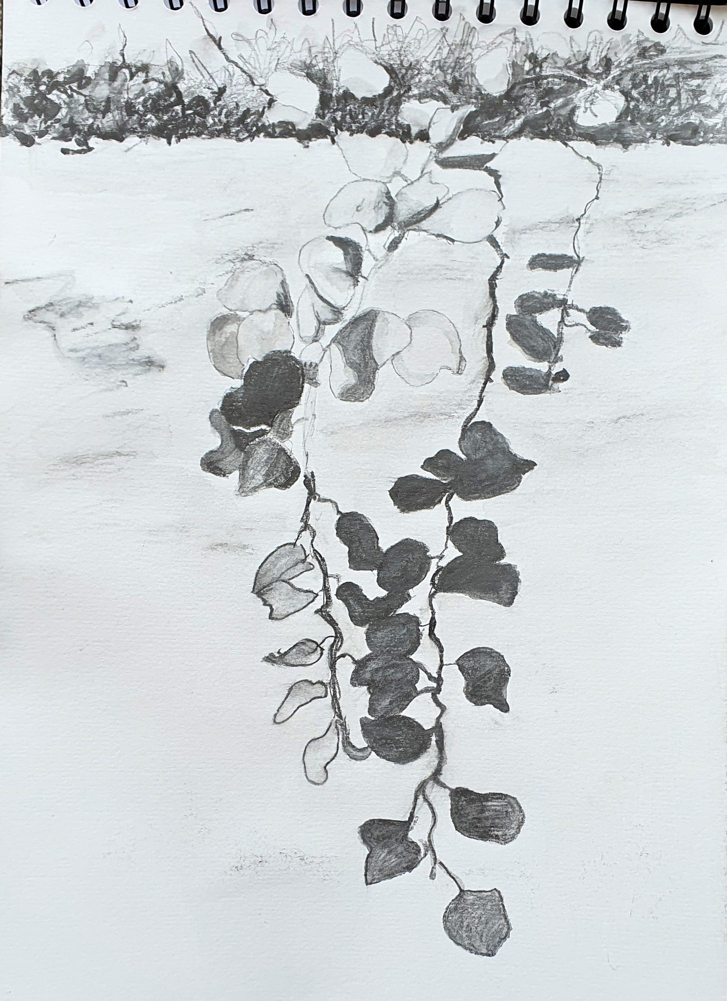 A pencil sketch in a sketchbook of a trailing plant over a wall in the Ibizian sunshine
