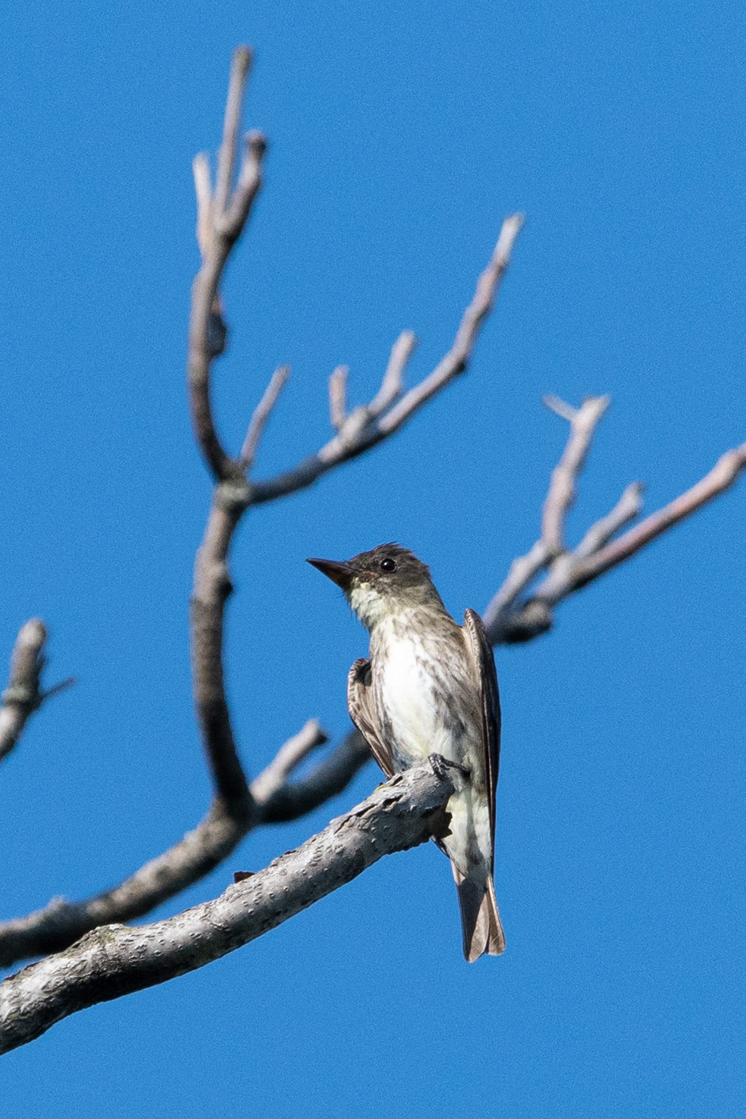 In the antler-like bare branches of a tree, a somewhat haggard-looking, angular small gray bird is perched, with a dark gray head, a white chin and breast, and olive-gray vest-like markings under its wings