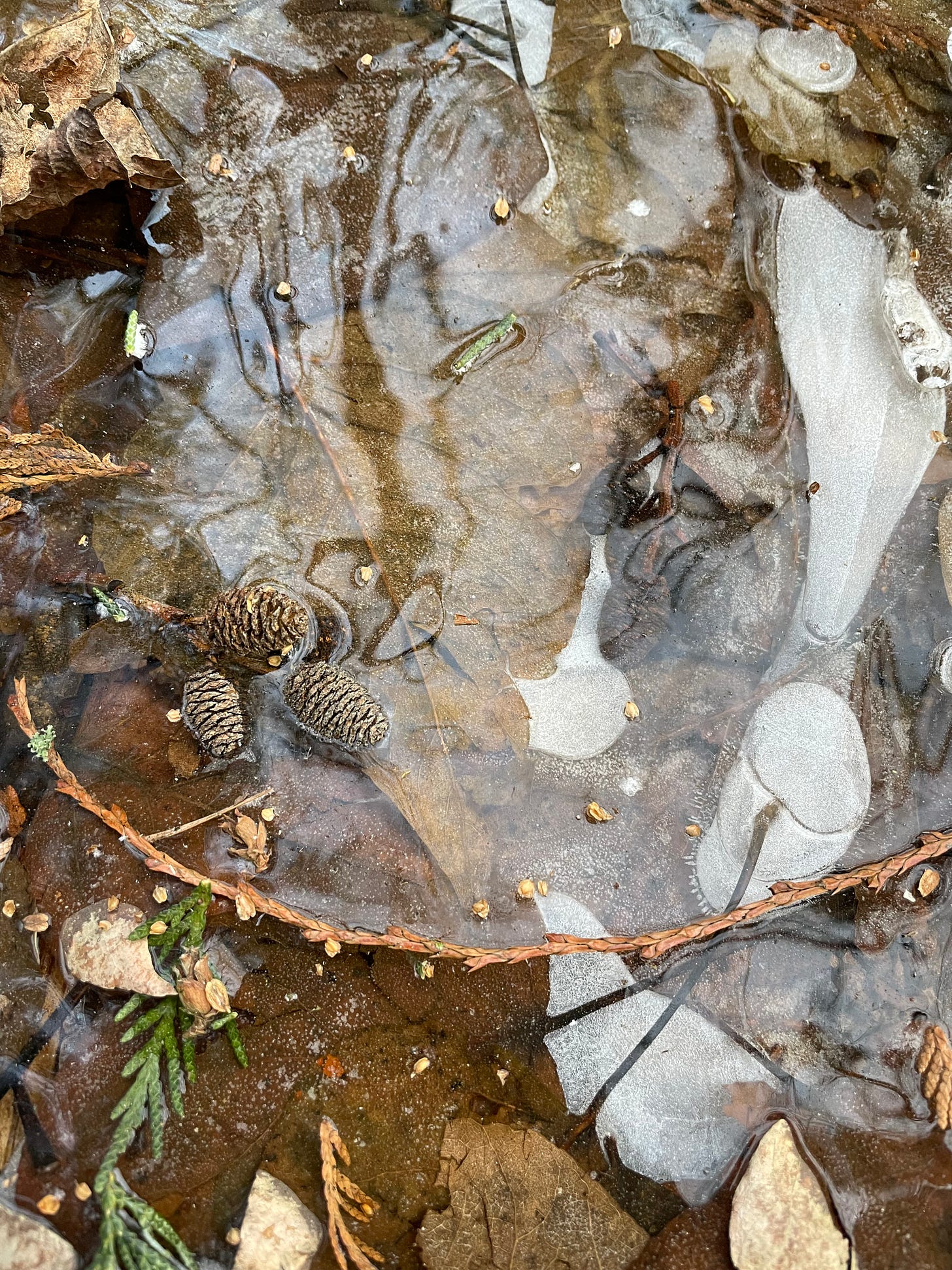 frost in nature 