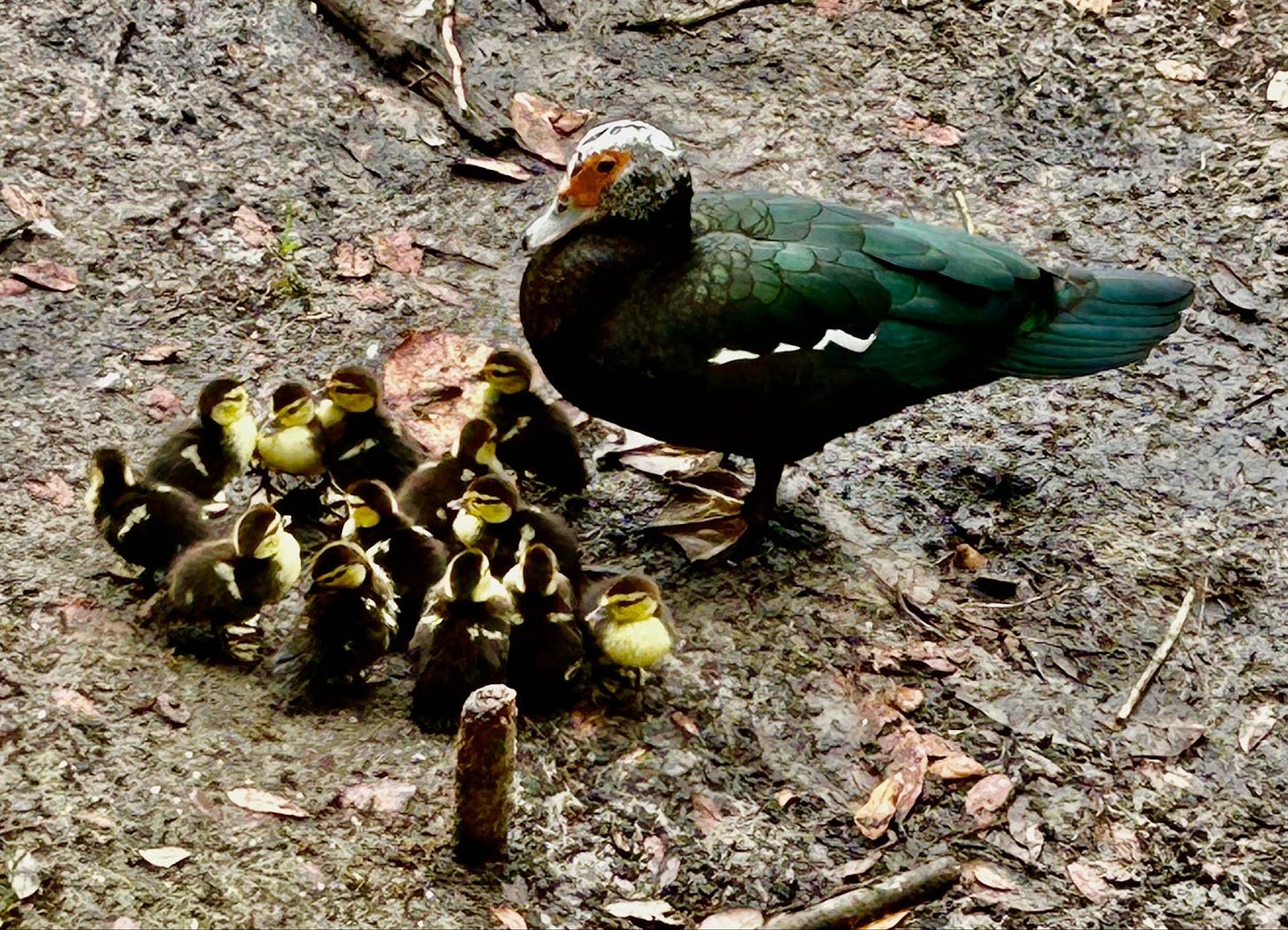 mother duck with brood of small yellow ducklings on muddy background