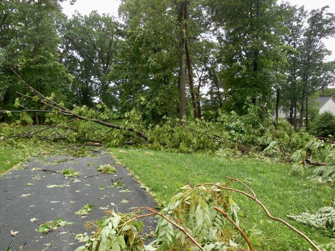 Trees broken in EF0 tornado