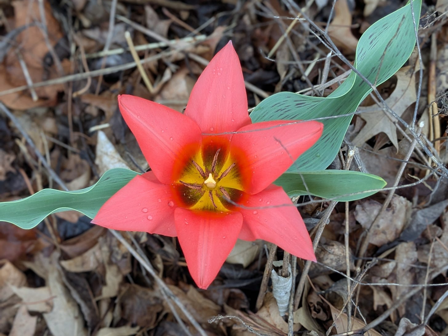 red-orange flower