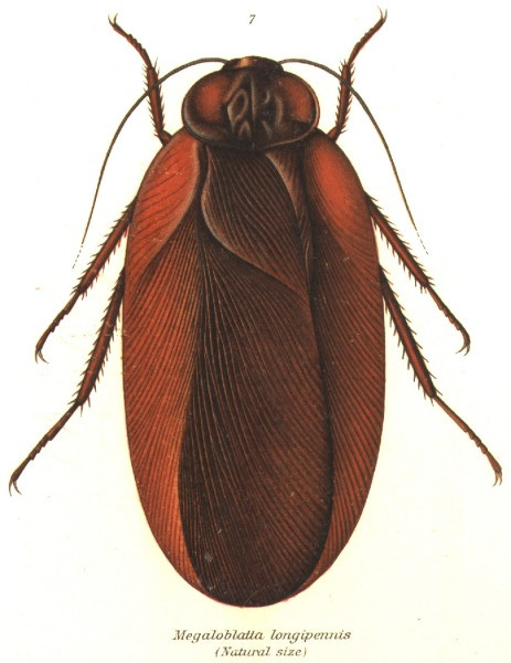 File:Megaloblatta longipennis (Shel1908-07).jpg