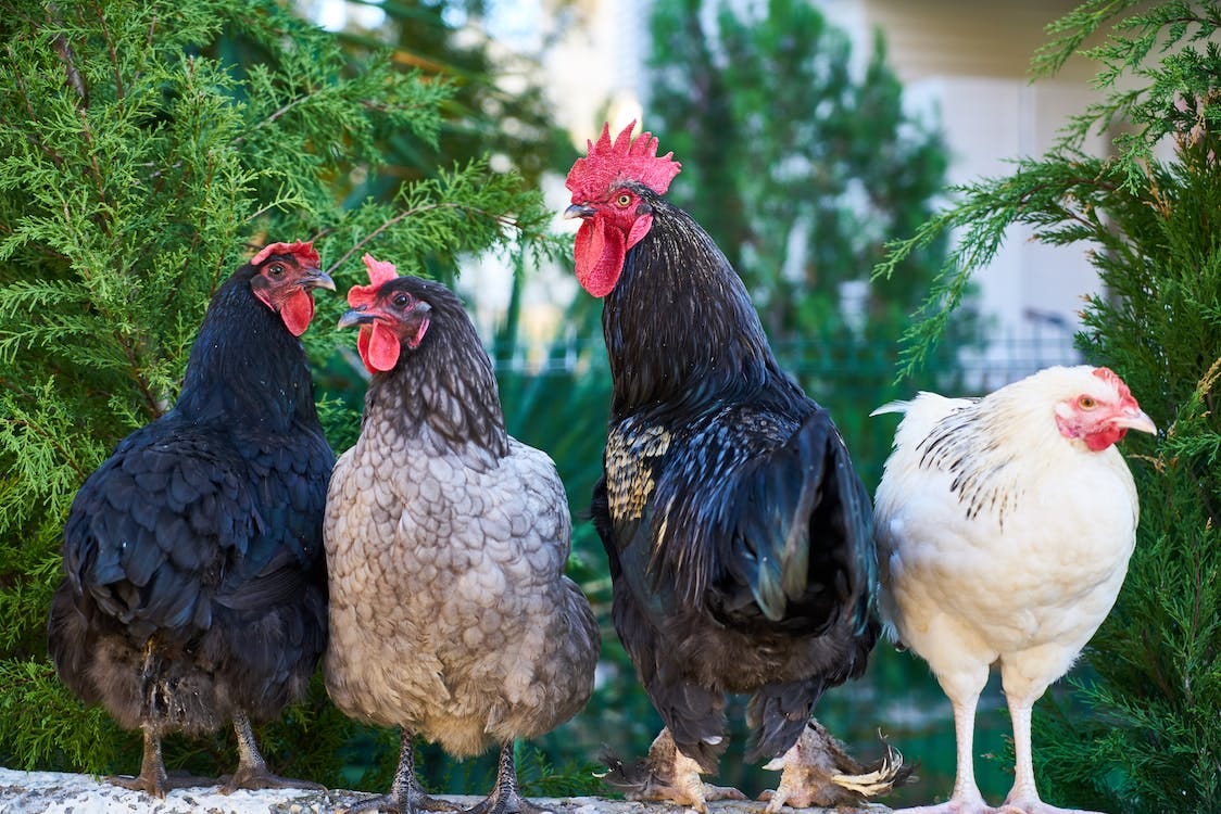 Free Four Assorted-color Roosters Stock Photo