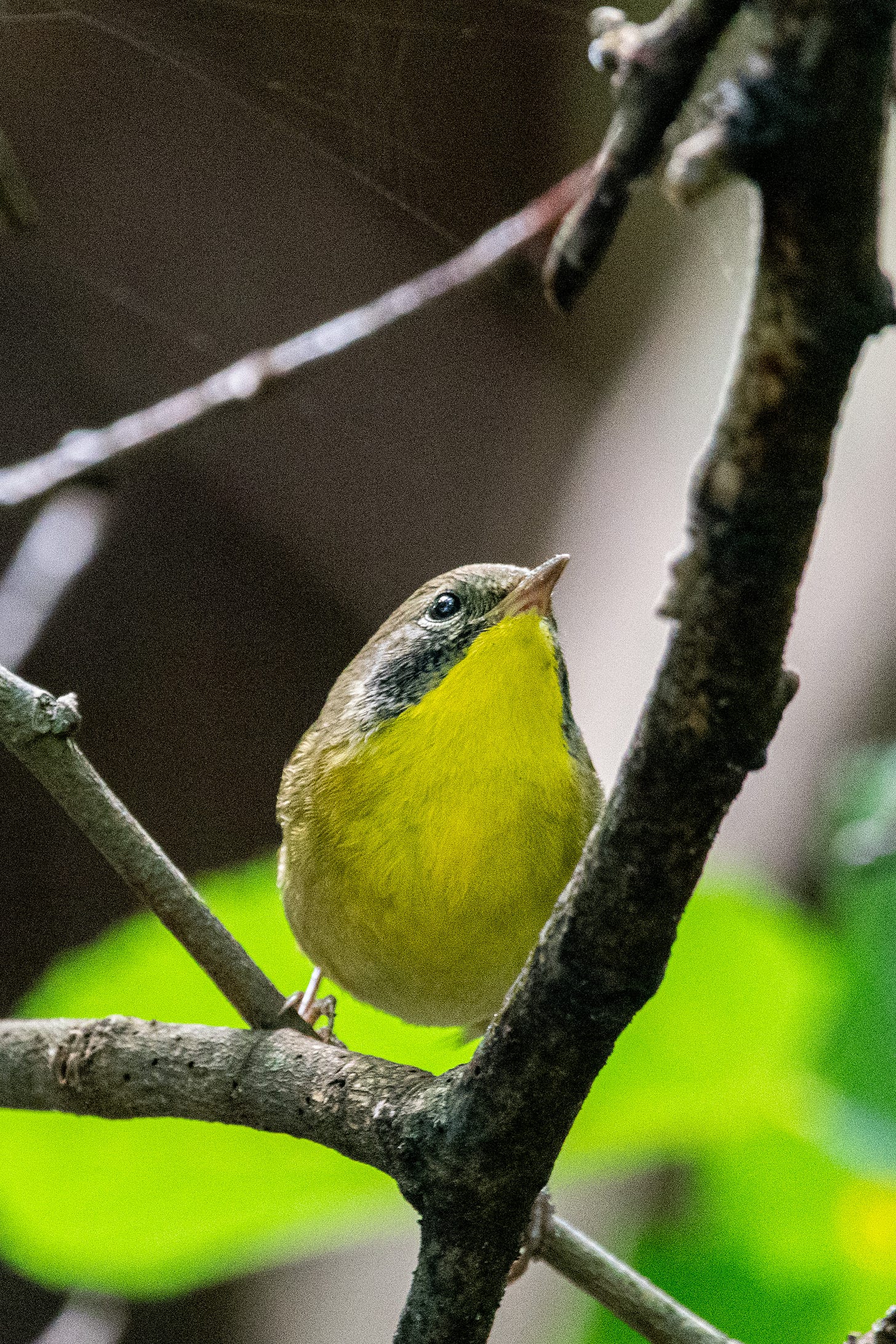 A common yellowthroat looks up and to the right, piningly