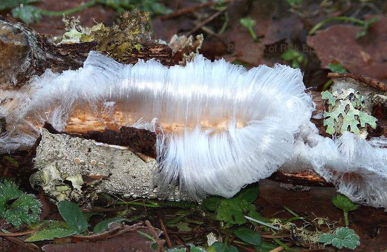 Another picture of hair ice, showing how it curls and swirls around a stick in a way that looks like bone-white candy floss or saran wrap.