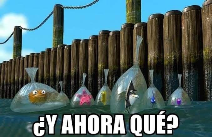Y ahora qué? en 2023 | Memes, Frases