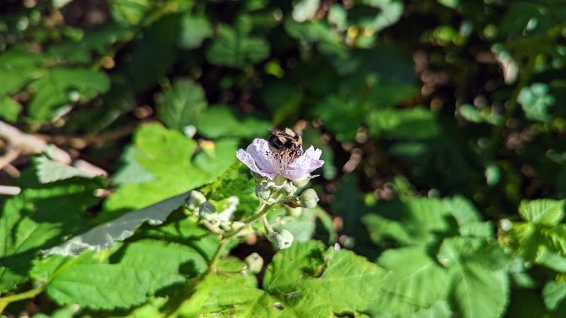 A bee diving into a blackberry flower