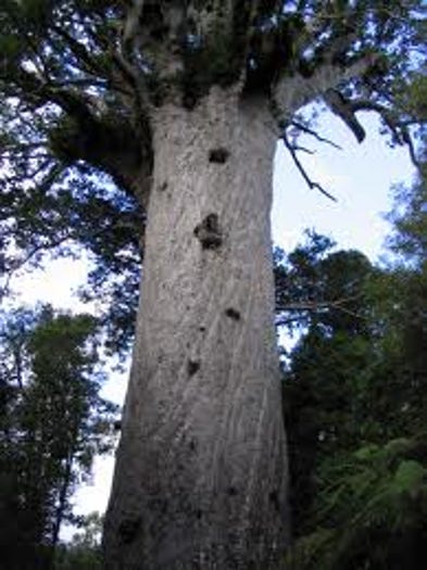 Photo of kauri Tane Mahuta