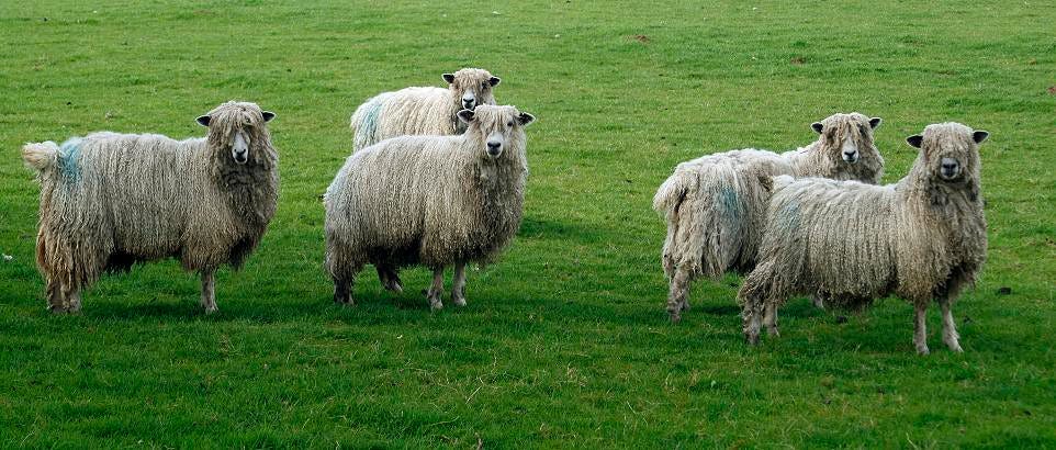 Five sheep stare at us on a green field. "Name that sheep" by Alan Cleaver is licensed under CC BY 2.0. 