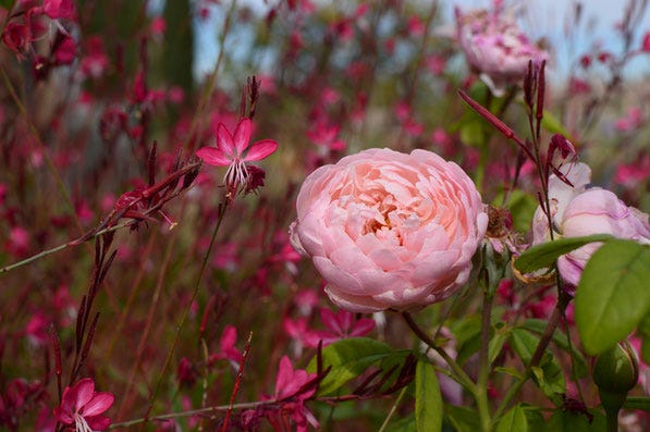the alnwick rose with gaura