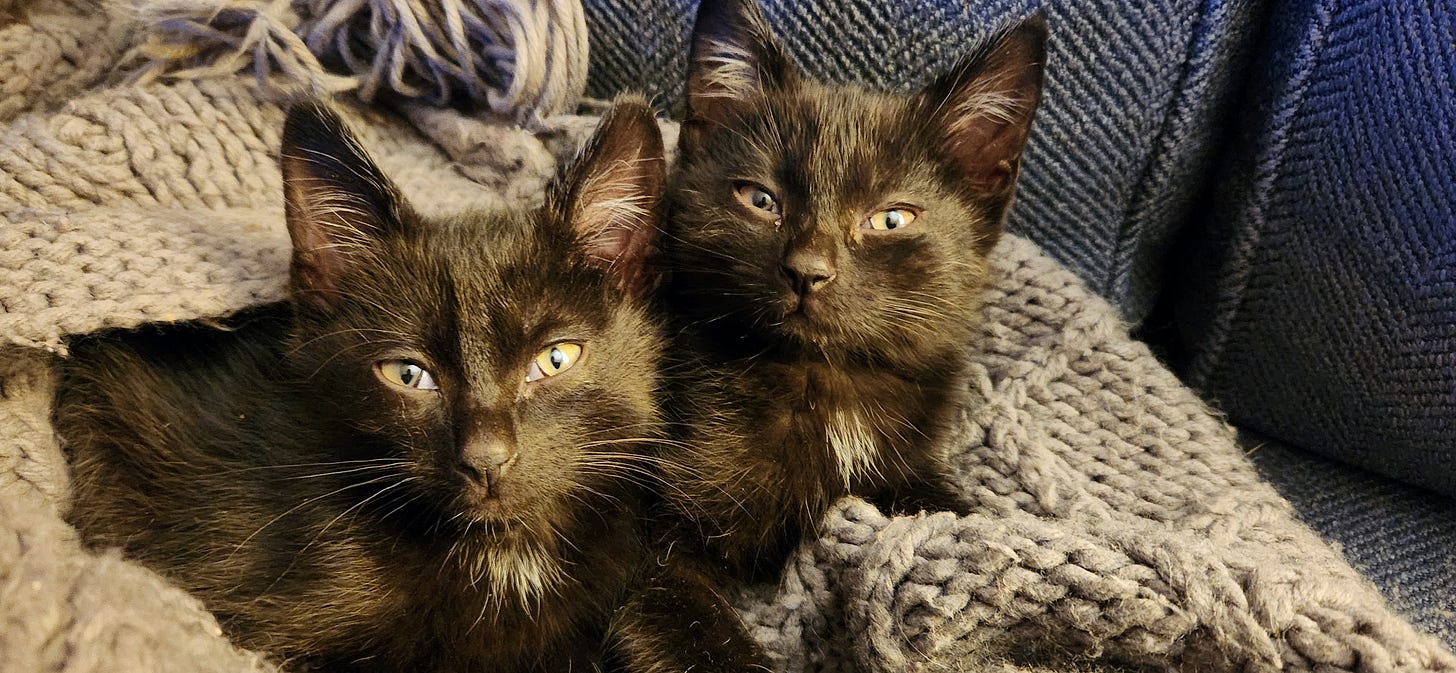 kittens