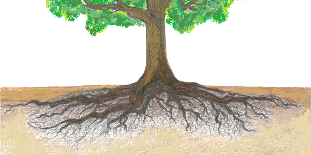 Illustration of a tree's root structure showing the bulk of a tree's roots are in the top 12 to 18 inches of soil.