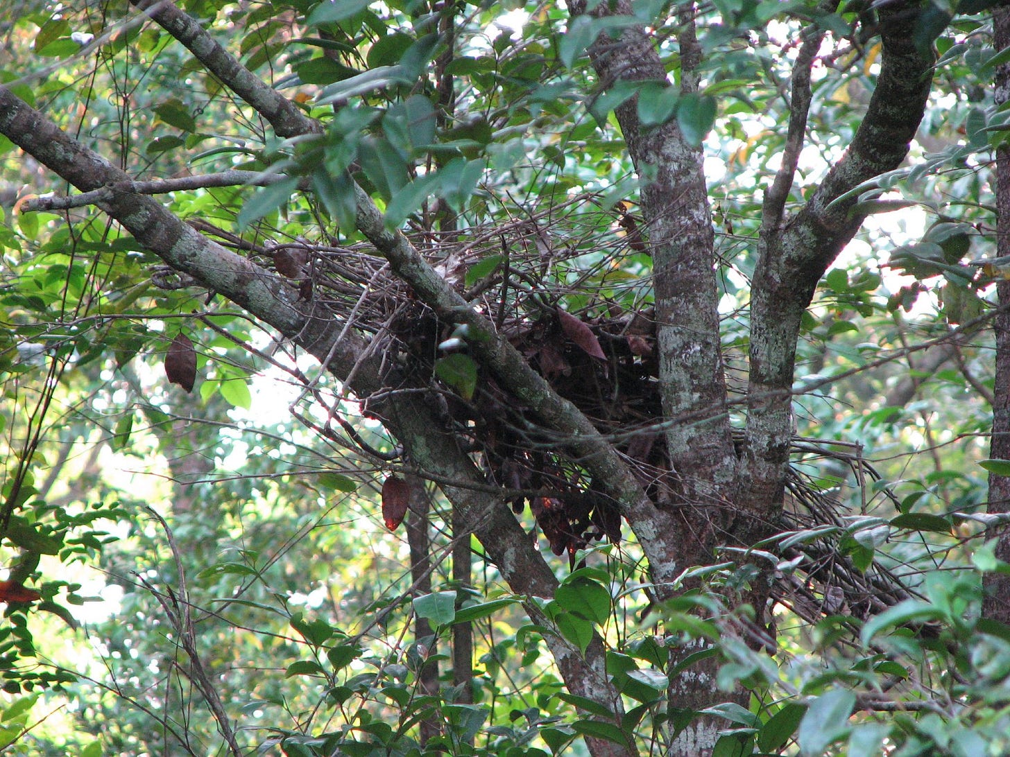 File:Gorilla nest.jpg - Wikimedia Commons File:Gorilla nest.jpg - Wikimedia Commons