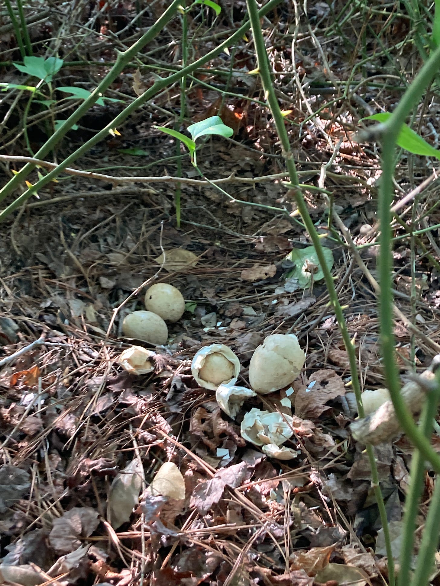 A turkey nest surrounded by greenbriar. In the foregrond, there are hatched, beige turkey eggs. In the background, two unhatched eggs sit side by side.