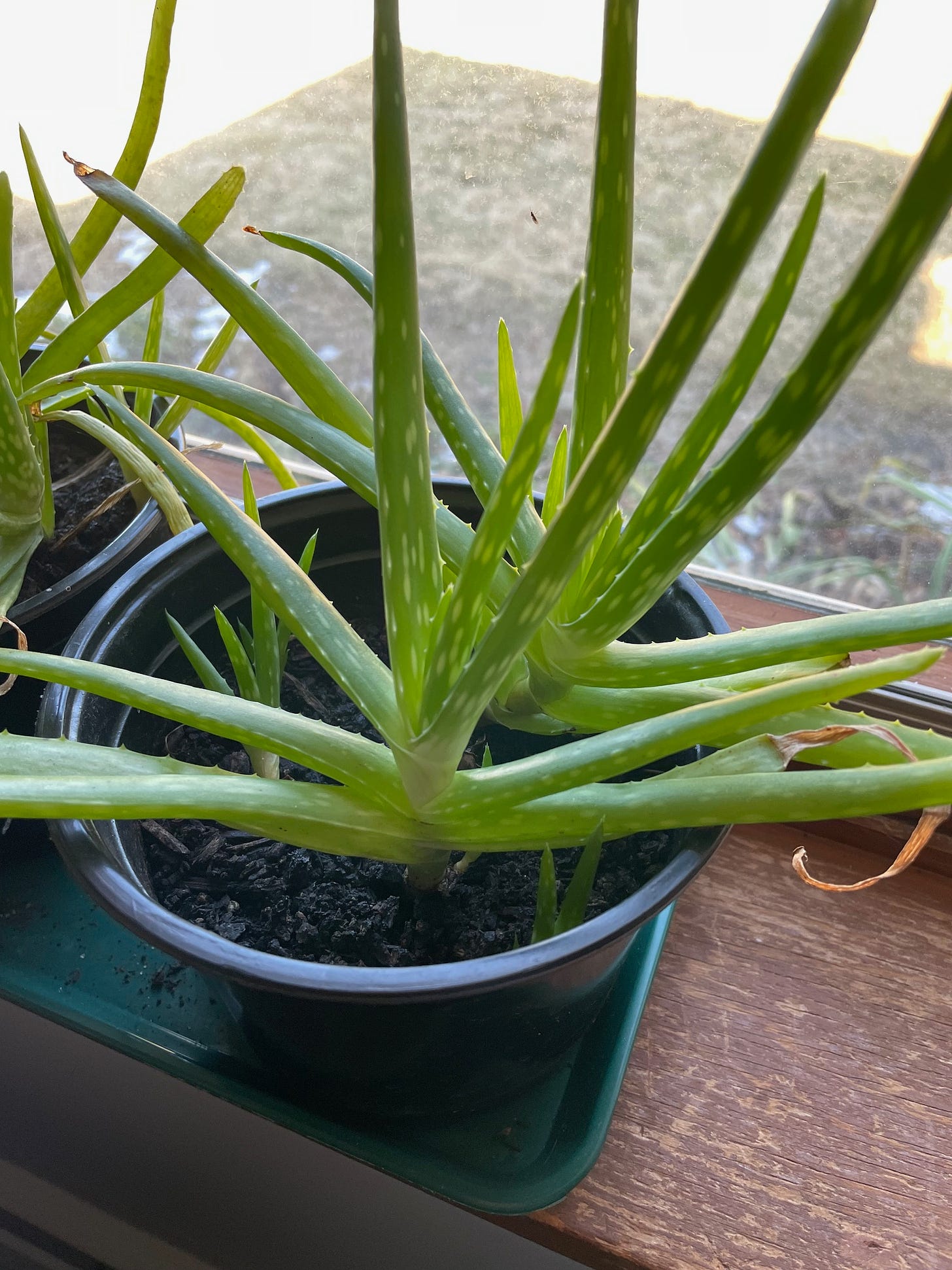 If you subject Aloe vera to  a bit of stress and dryness, it will reproduce by making suckers - little clones of itself. 