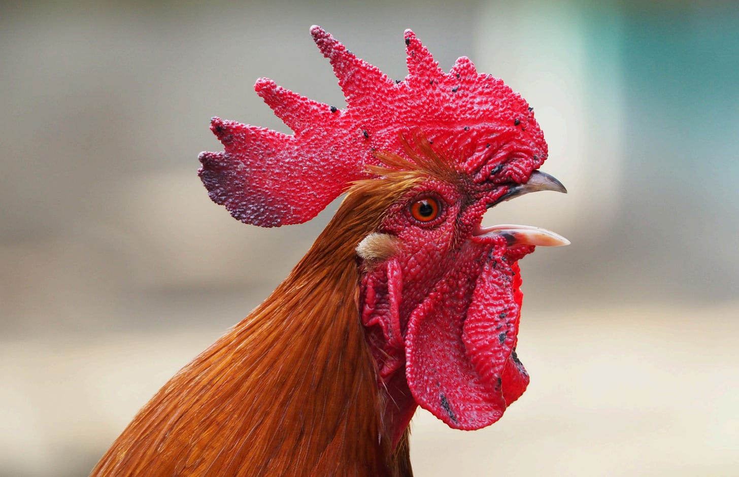 Picture of a rooster with his mouth open