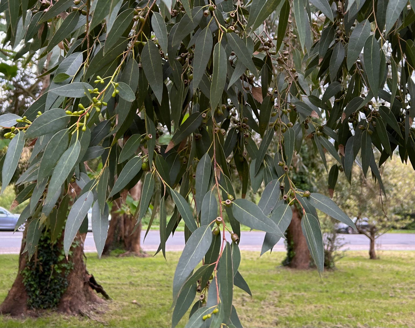 Dangling leaves and fruits of a eucalyptus tree
