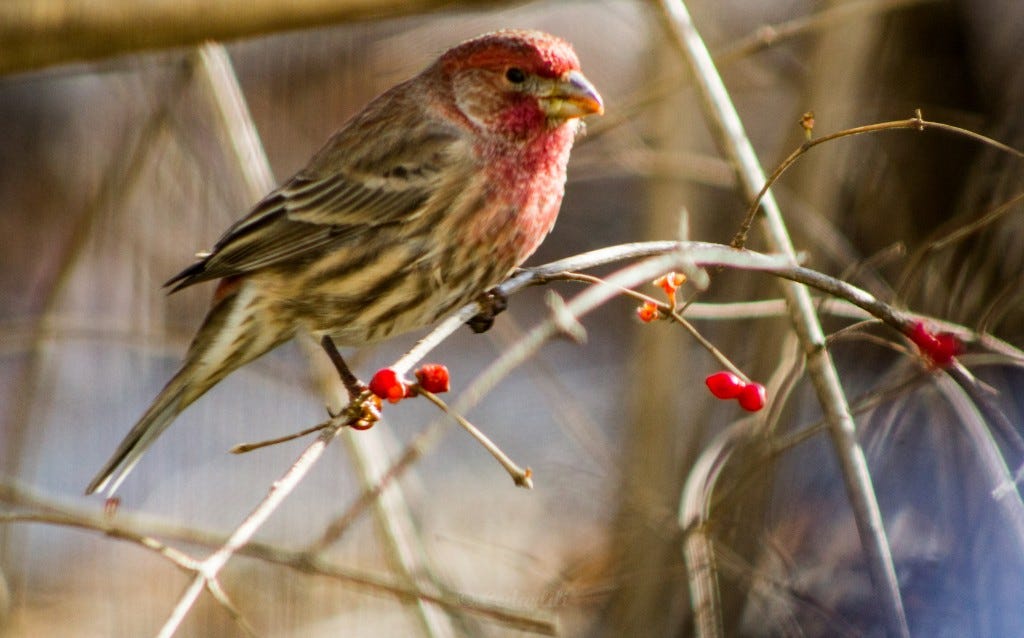 House FInch 