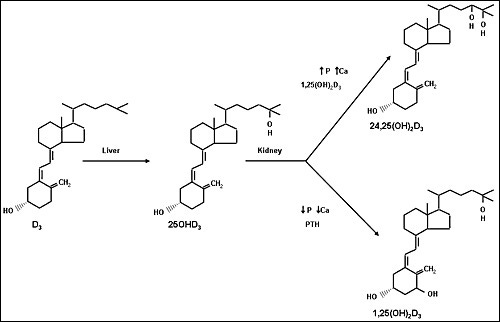 Figure 2. . The metabolism of vitamin D.