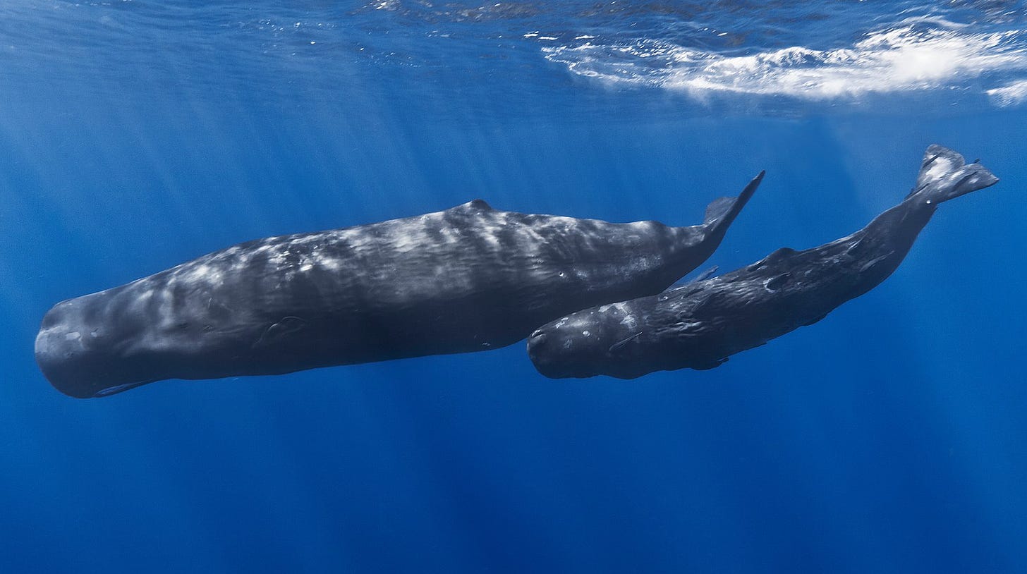 Mother Sperm Whale and Her Calf