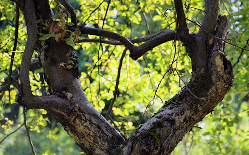 tree shaped into a heart