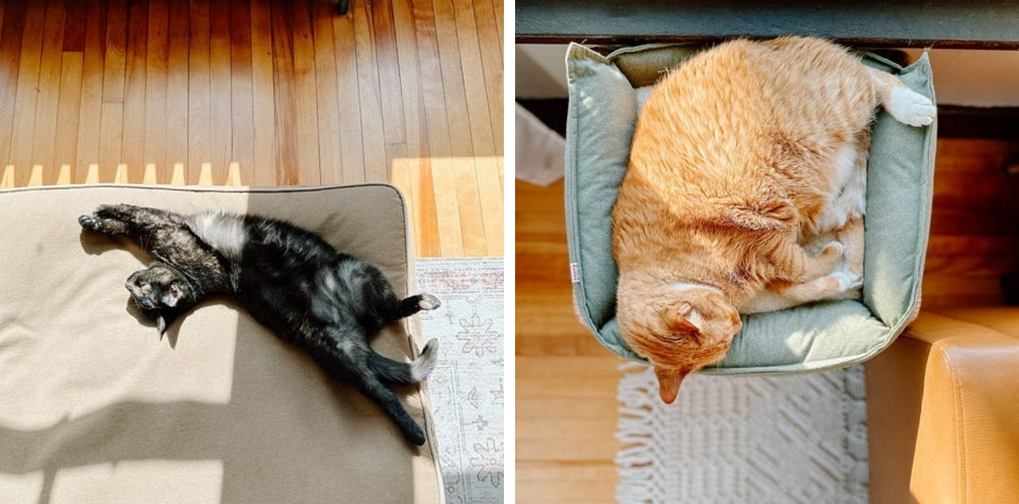 A gray cat stretches toward sunlight on a sofa (left). An orange cat lounges in its bed by a sunny window (right).