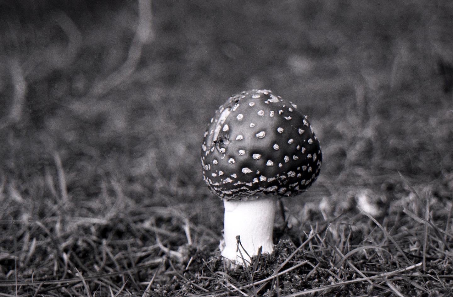 Black and white photograph of a stumpy amanita mushroom in the undergrowth.