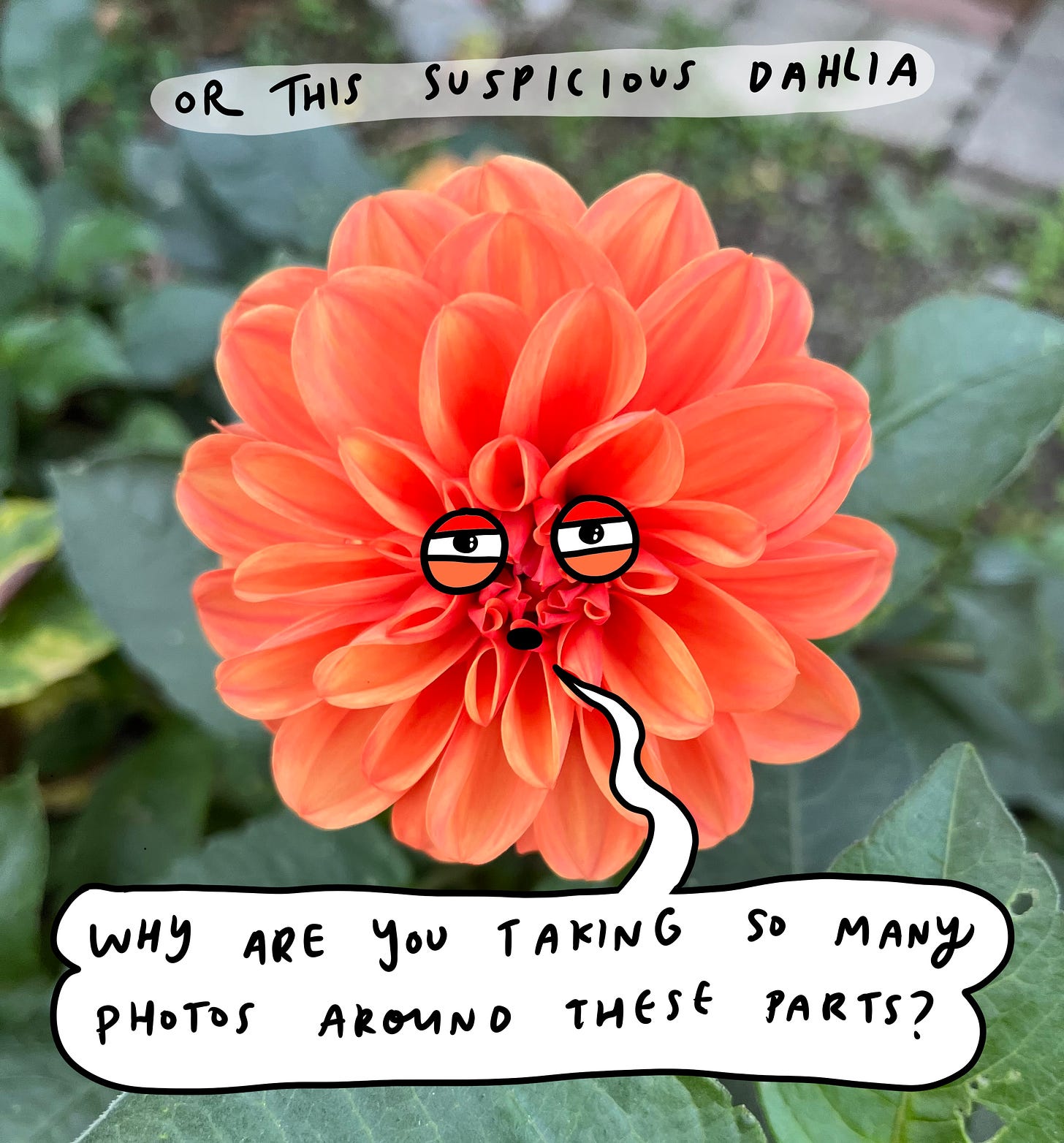 a coral orange dahlia with suspicious cartoon eyes.