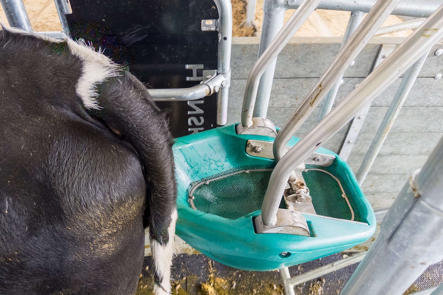 Rückansicht einer schwarzweißen Kuh, die in einer „Cow-Toilette“ steht: Unter dem angehobenen Schwanz befindet sich eine türkisfarbene Auffangschale aus Kunststoff, seitlich von gebogenen Metallbügeln gehalten. Die Schale ist mit einem feinen Gitter ausgekleidet, durch das der Urin in ein Auffangsystem abfließen kann. Rechts und oben sind Haltegestänge des Stallgitters zu sehen; am Boden liegen einige Strohreste und Kot. Rückansicht einer schwarzweißen Kuh, die in einer „Cow-Toilette“ steht: Unter dem angehobenen Schwanz befindet sich eine türkisfarbene Auffangschale aus Kunststoff, seitlich von gebogenen Metallbügeln gehalten. Die Schale ist mit einem feinen Gitter ausgekleidet, durch das der Urin in ein Auffangsystem abfließen kann. Rechts und oben sind Haltegestänge des Stallgitters zu sehen; am Boden liegen einige Strohreste und Kot.