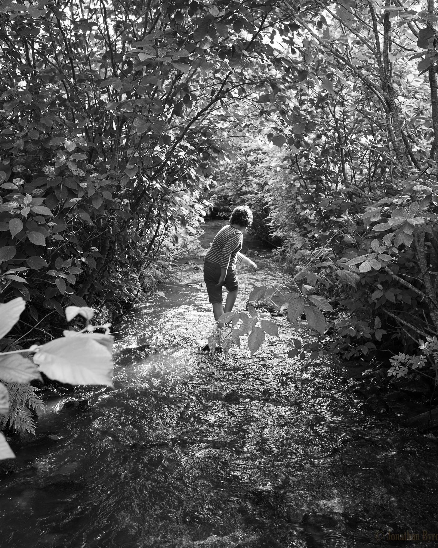 A boy walks through a creek with overhanging trees. 