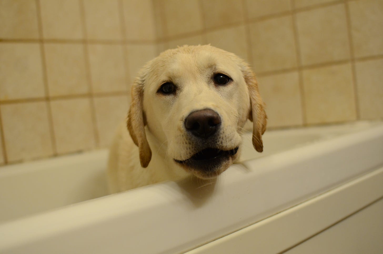 A yellow Labrador retriever puppy stands in the bath and gives attitude. 